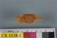 藏品(肉球近方蟹)的圖片